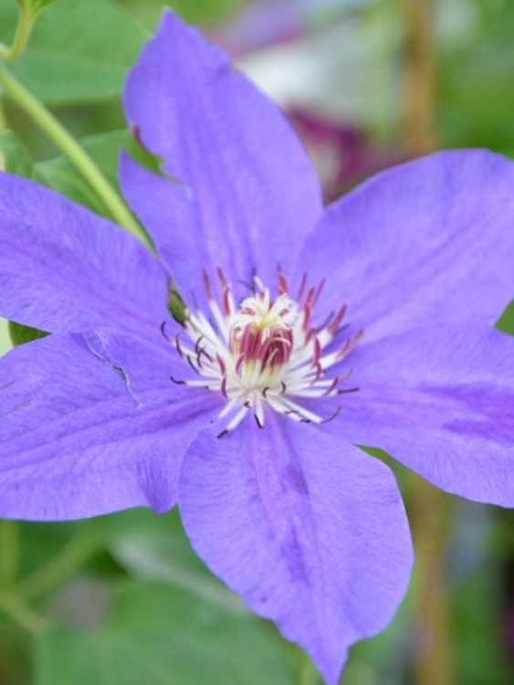 Клематис Николай Коперник (Mikolaj Kopernik) купить с доставкой