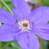 Клематис Николай Коперник (Mikolaj Kopernik) купить с доставкой