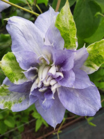 Клематис Мазури (Mazury)