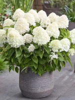 Гортензия Шугар Раш (Sugar Rush) метельчатая