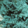 Можжевельник средний Пфитцериана (Pfitzeriana Glauca) купить с доставкой
