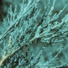 Можжевельник средний Пфитцериана (Pfitzeriana Glauca) купить с доставкой