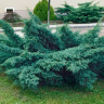 Можжевельник средний Пфитцериана (Pfitzeriana Glauca) купить с доставкой