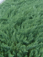 Можжевельник Даурский (Davurica)