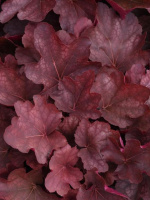 Гейхера Карнивал Бургунди Бласт (Carnival Burgundy Blast)