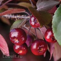 Яблоня Плакучая Краснолистная