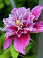 Клематис Май Дарлинг (My Darling)