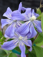 Клематис Арабелла (Arabella)