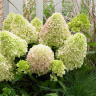 Гортензия Литл Фреско (Little Fresco) метельчатая