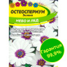 Остеоспермум Небо и Лед [Семена алтая]