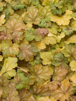 Гейхера Карнивал Коффи Бин (Carnival Coffee Bean)