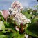 Бадан Брессингем Вайт (Bressingham White) купить с доставкой