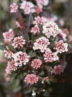 Пузыреплодник Литл Девил (Little Devil)