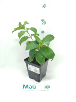 Гортензия Мохито (Mojito) метельчатая