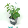 Гортензия Мохито (Mojito) метельчатая
