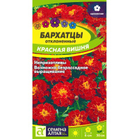 Бархатцы Красная Вишня [Семена алтая]