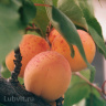 Абрикос маньчжурский (Prunus mandschurica) купить с доставкой
