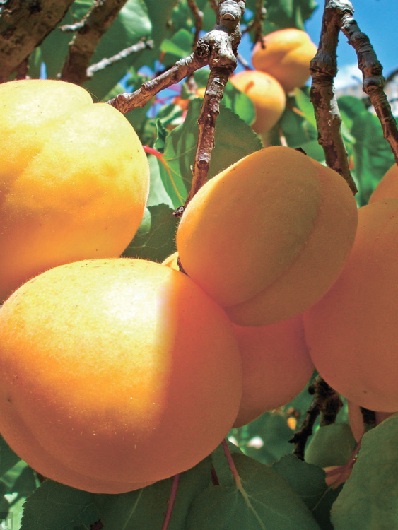 Абрикос маньчжурский (Prunus mandschurica) купить с доставкой