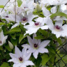 Клематис Сноу Квин (Snow Queen) купить с доставкой