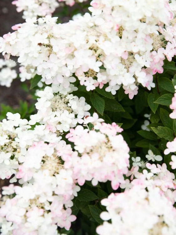 Гортензия Тач оф Пинк (Touch of Pink) метельчатая купить с доставкой