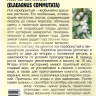 Лох Серебристый Elaeagnus commutata [Семена редких растений] купить с доставкой