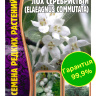Лох Серебристый Elaeagnus commutata [Семена редких растений]