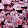 Гейхера Джорджия Плам (Georgia Plum) купить с доставкой