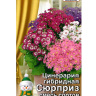 Цинерария Сюрприз гибридная смесь [Аэлита] купить с доставкой