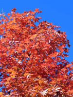 Клен Сахарный (Saccharum)