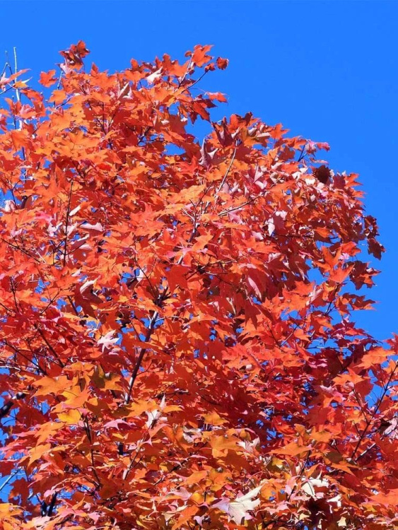 Клен Сахарный (Saccharum) купить с доставкой