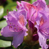 Рододендрон сихотинский Розово-сиреневый купить с доставкой