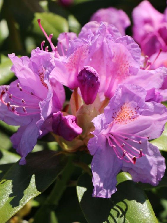 Рододендрон сихотинский Розово-сиреневый купить с доставкой