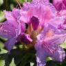Рододендрон сихотинский Розово-сиреневый купить с доставкой