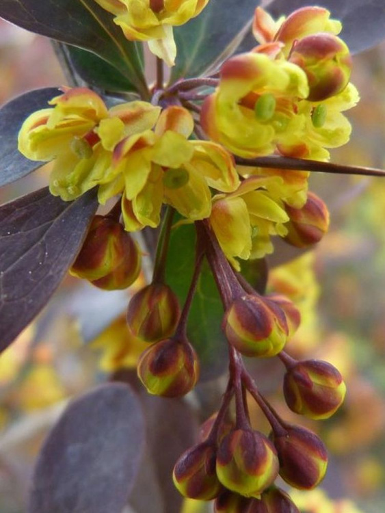 Барбарис Аурикома (Auricoma) купить с доставкой