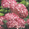 Гортензия Руби Аннабель (Ruby Annabelle) древовидная купить с доставкой
