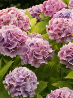 Гортензия Мэджикал Кристал (Magical Crystal) крупнолистная