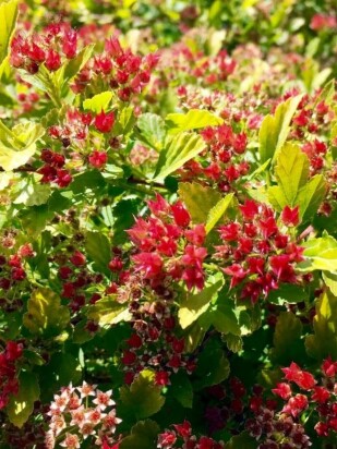 Пузыреплодник Меджикал Распберри Лемонад (Magical Raspberry Lemon)
