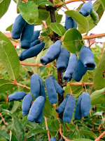 Жимолость Соловей