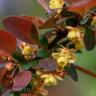 Барбарис Атропурпурея (Atropurpurea) купить с доставкой