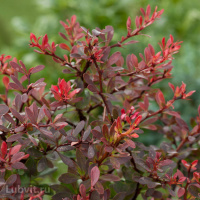 Барбарис Атропурпурея (Atropurpurea)