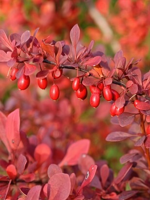 Барбарис Атропурпурея (Atropurpurea)