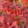Барбарис Атропурпурея (Atropurpurea) купить с доставкой