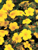 Лапчатка Голдстар (Goldstar)