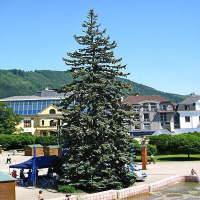 Ель Голубая Карсон (NM Karson)