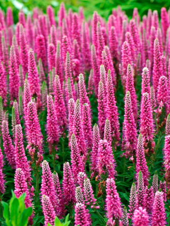 Вероника Хайдекинд (Heidekind) купить с доставкой