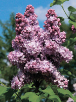 Сирень Андрюша Громов