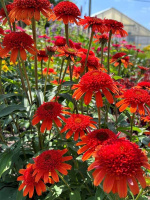 Эхинацея Свит Чили (Sweet Chili)