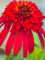 Эхинацея Свит Чили (Sweet Chili)