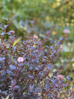 Пузыреплодник Мэджикал Свит Черри Ти (Magical Sweet Cherry Tea)