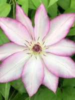 Клематис Тай (Tae)